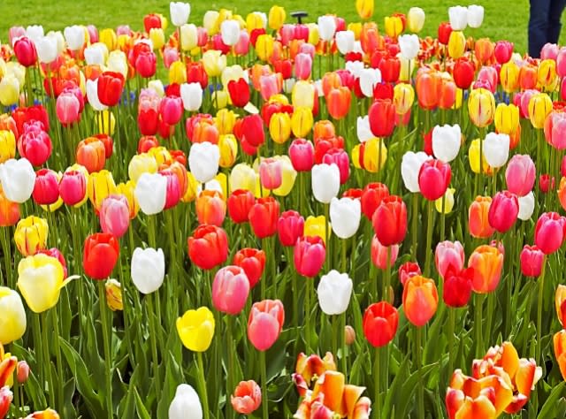 TulipFest-Albany 101