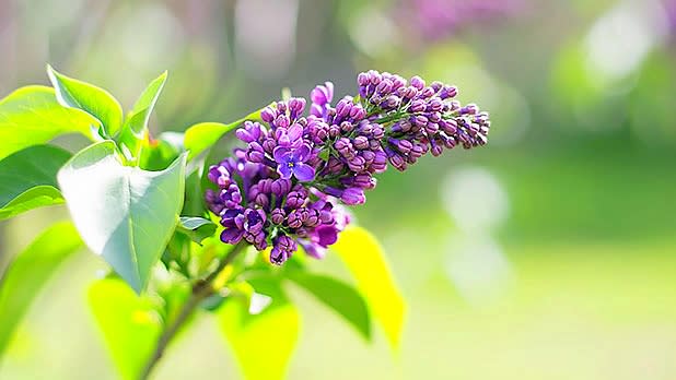 Rochester's Lilac Festival - Photo Courtesy of Rochester's Lilac Festival