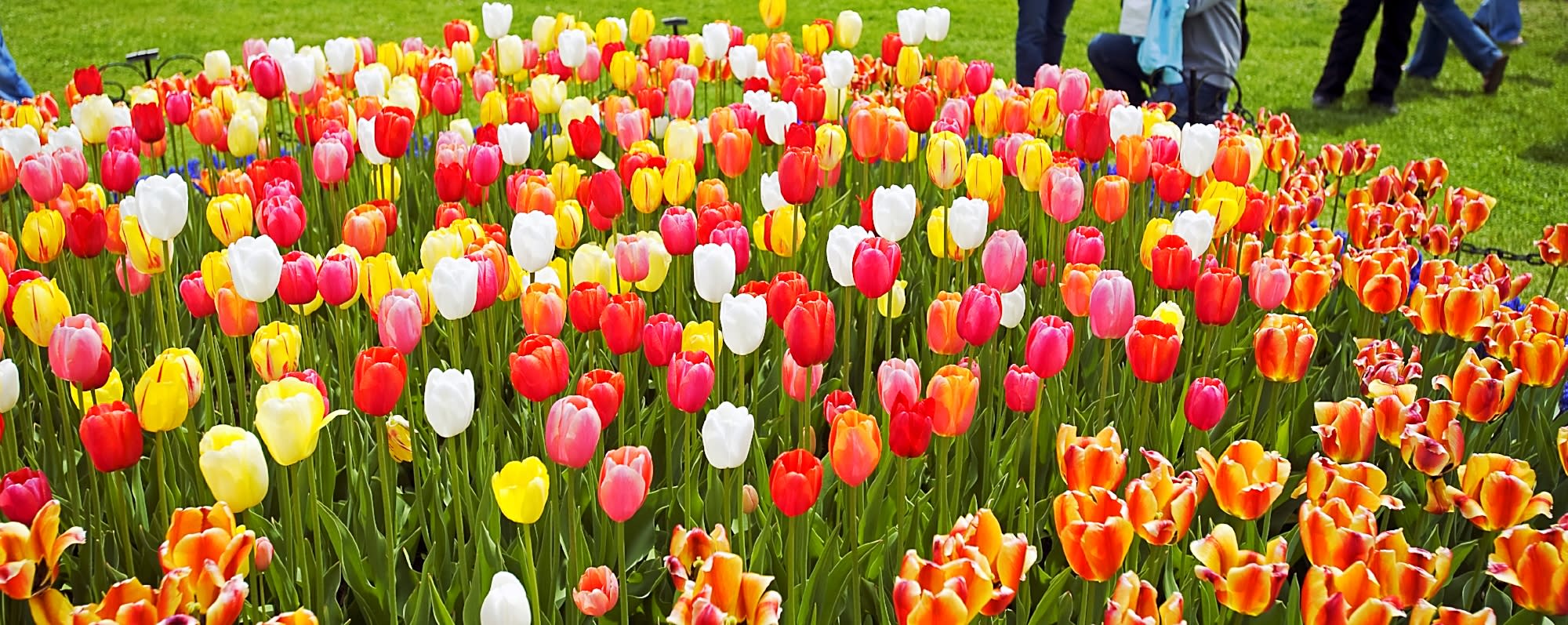 TulipFest-Albany 101