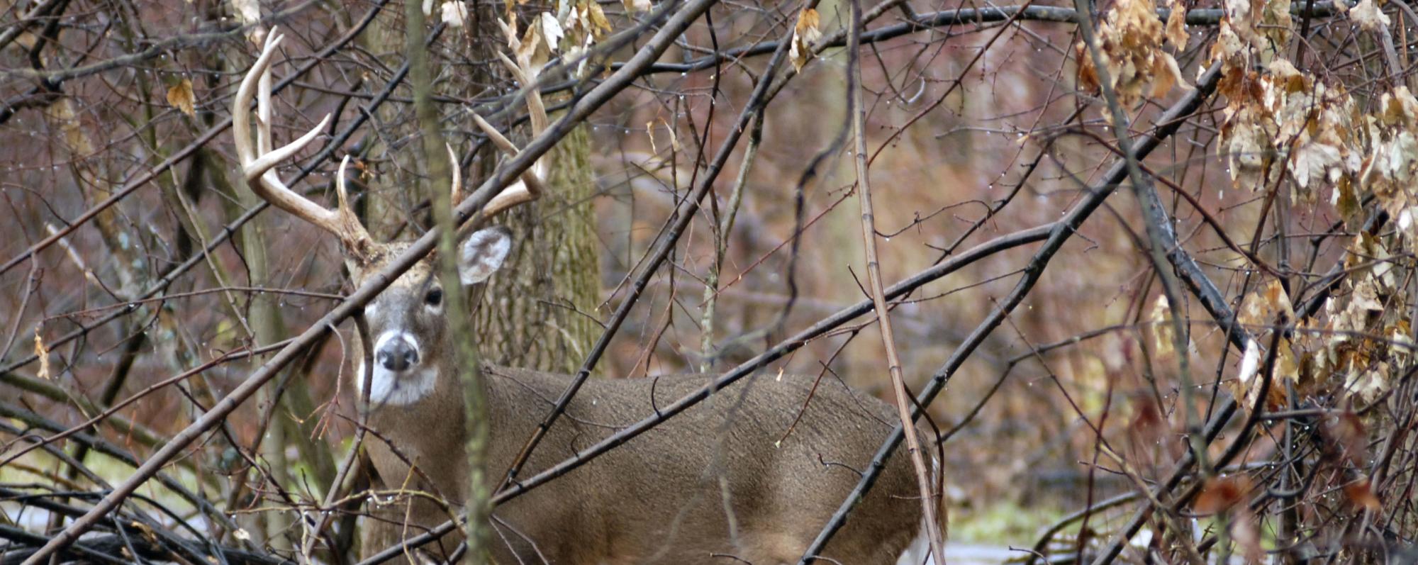 Hunting 17 header