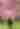 A couple standing in the middle of a rows of pink cherry blossoms