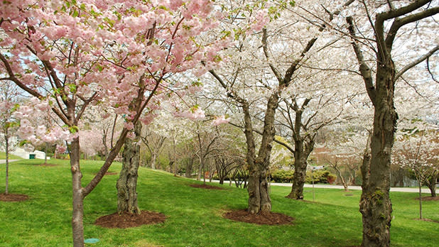 Buffalo Cherry Blossom Festival - Photo Courtesy of  Buffalo Cherry Blossom Festival