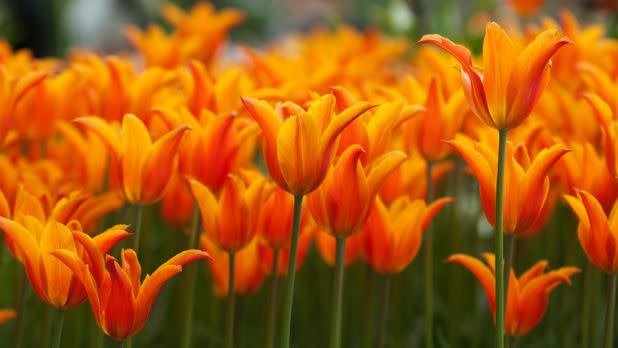Tulips