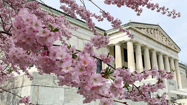 Cherry blossoms on a tree with a white-columned building in the background