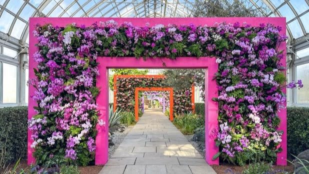 POV of someone walking through a square pink arch decorated with vibrant orchids in various shades of purple
