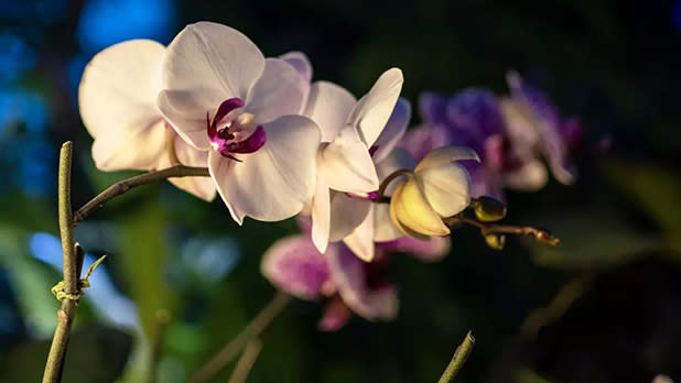 An orchid with white and pink petals on display at Orchids After Dark at the Buffalo and Erie County Botanical Gardens