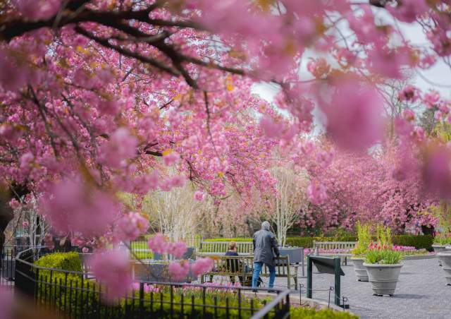 Two people walk on a path surrounded by blooming pink cherry blossoms at the New York Botanical Garden.