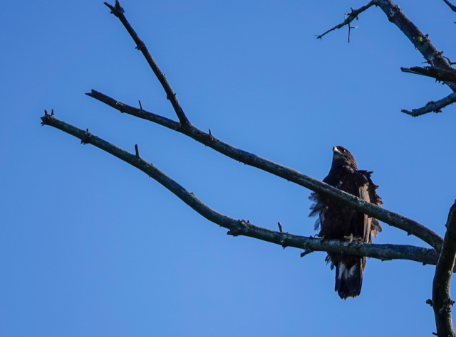 A Bald Eagle in a tree along the banks of Raquette River, Tupper Lake, NY
